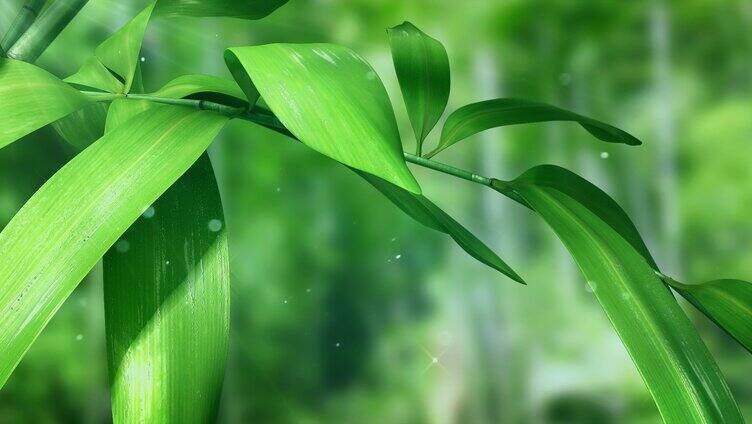 雨水滴落在竹子竹叶上