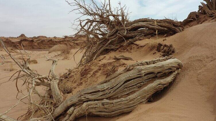 戈壁植物防沙治沙 环境治理抗旱环境保护