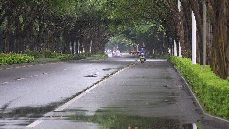 雨天树荫湿漉漉马路行驶车辆南宁荔滨大道南