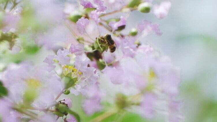 蜜蜂在花丛中采蜜