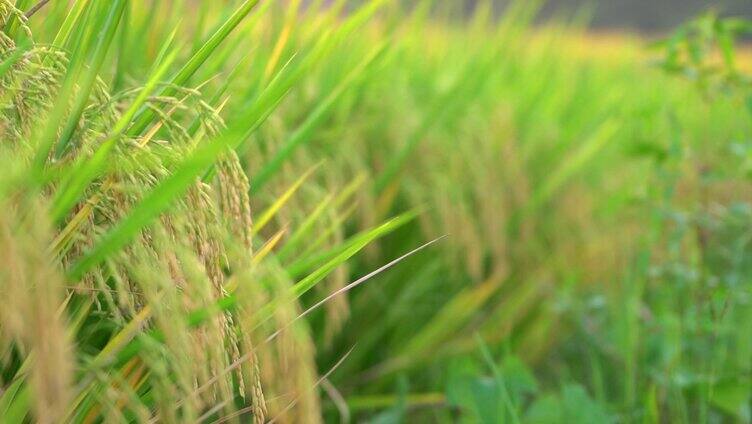 丰收-金色水稻