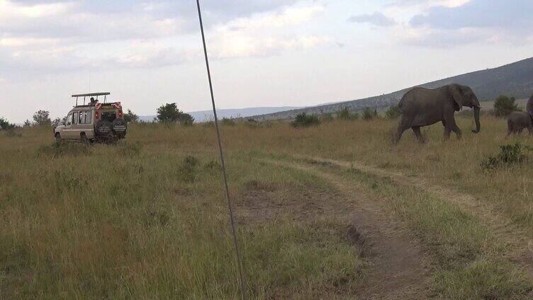 肯尼亚野生大象群