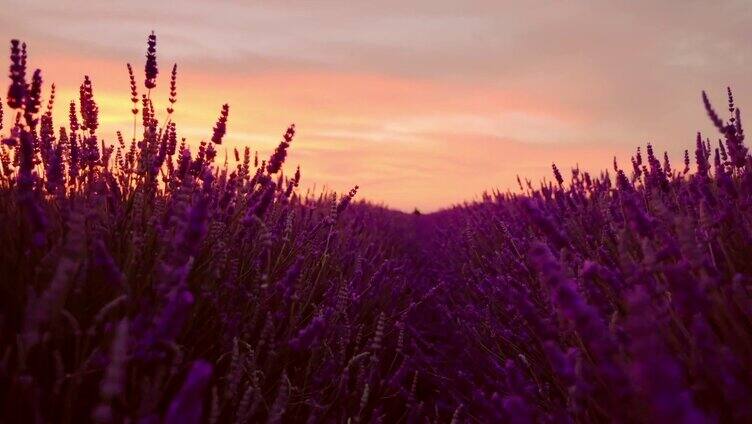 唯美清新文艺花朵女孩夕阳美景