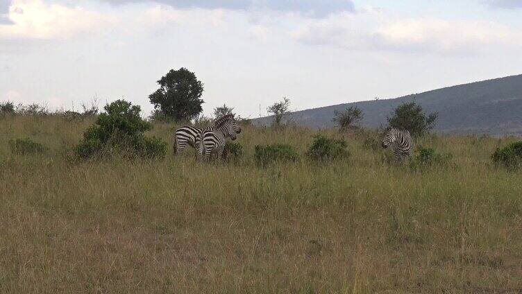 肯尼亚野生大象斑马群