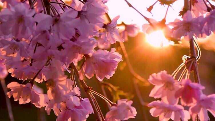 春天美丽樱花高清实拍