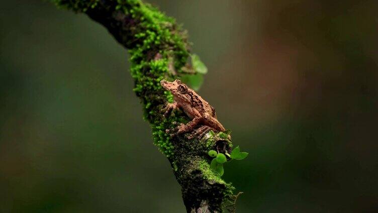 树蛙趴在长满苔藓的树枝上