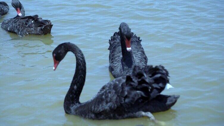 湖里嬉耍黑天鹅