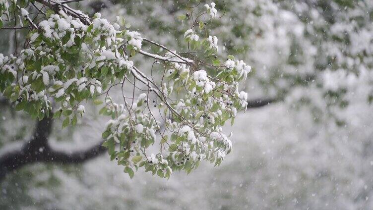 下雪天树叶上的积雪