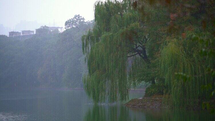 雨天湖面上的雨滴水滴涟漪-公园雨景
