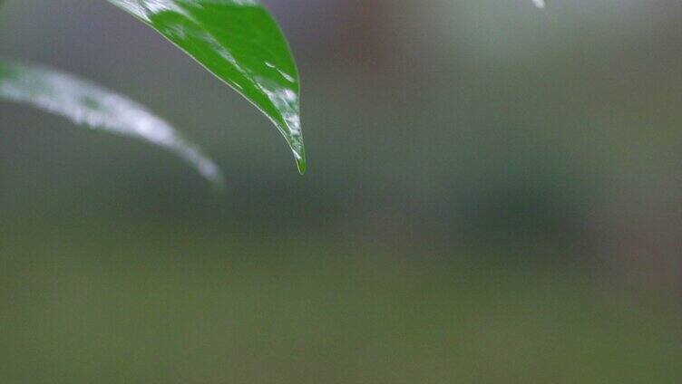 下雨中的竹子竹叶