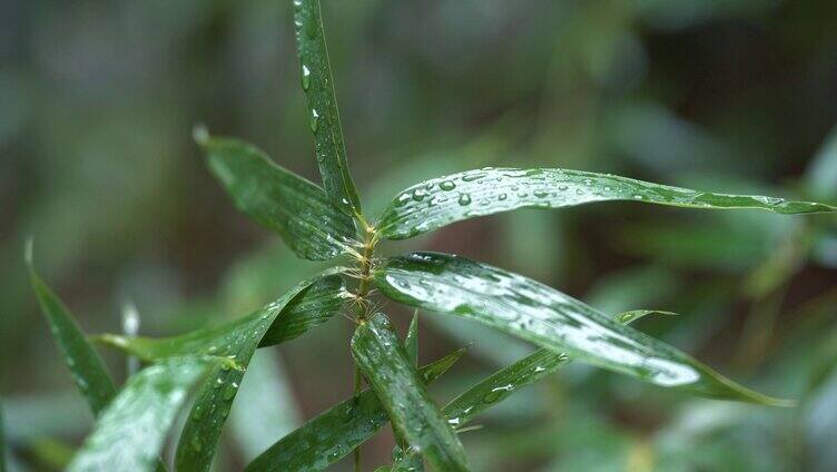 下雨中的竹子竹叶