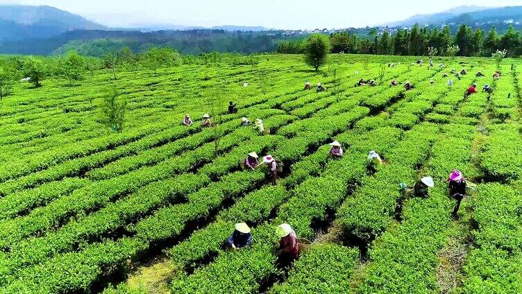 航拍 茶农 众人采茶