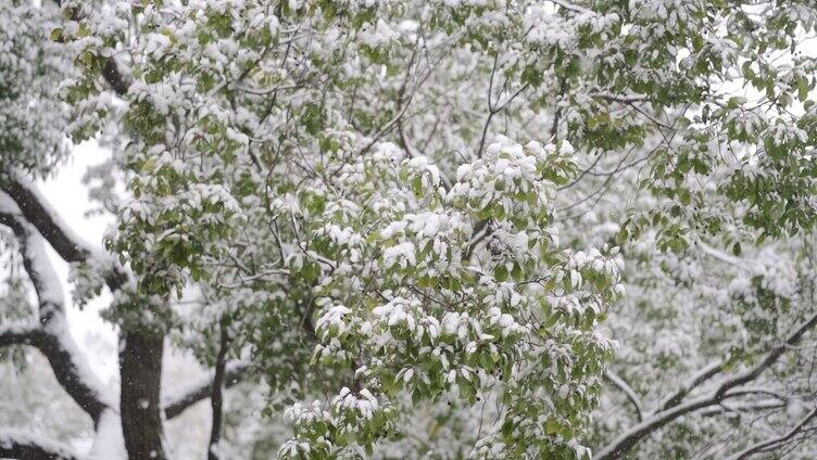 下雪天树叶上的积雪