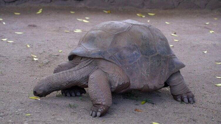 象龟在地上缓慢的爬行