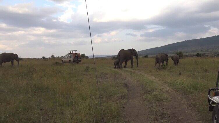 肯尼亚野生大象群