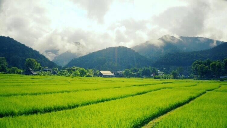 航拍大景水稻