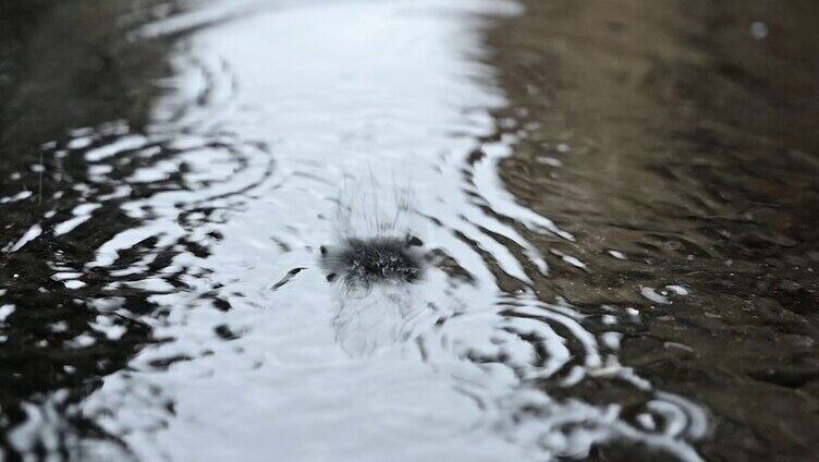 下雨雨水滴落在水面上激起涟漪