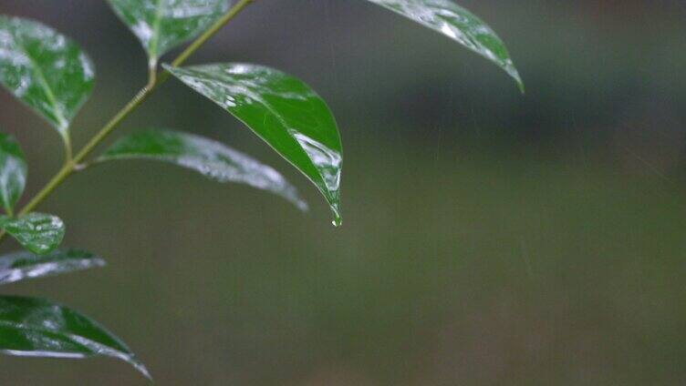 雨中树叶雨水雨滴空镜头
