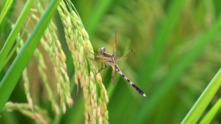 水田里蜻蜓附在水稻上