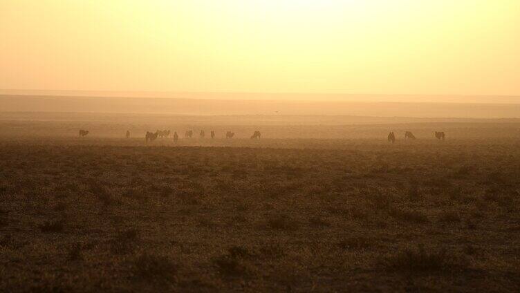 风沙骆驼 恶略的生存环境 天然草原畜牧业
