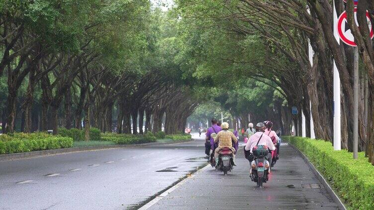 雨天树荫湿漉漉马路行驶车辆南宁荔滨大道南