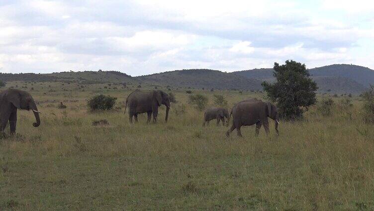 肯尼亚野生大象斑马群