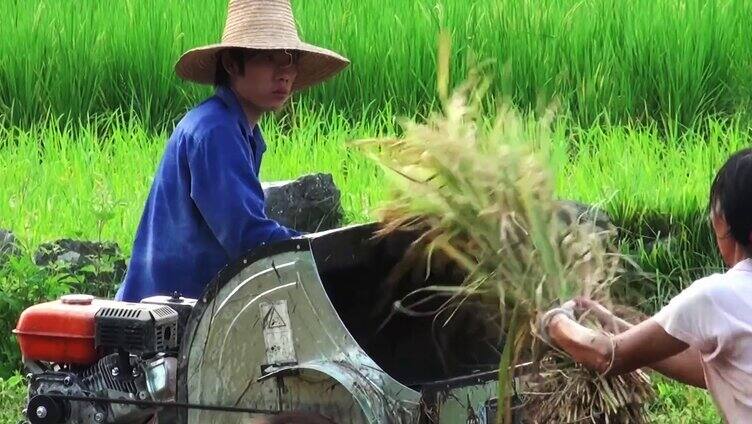 水稻从插秧到收割过程