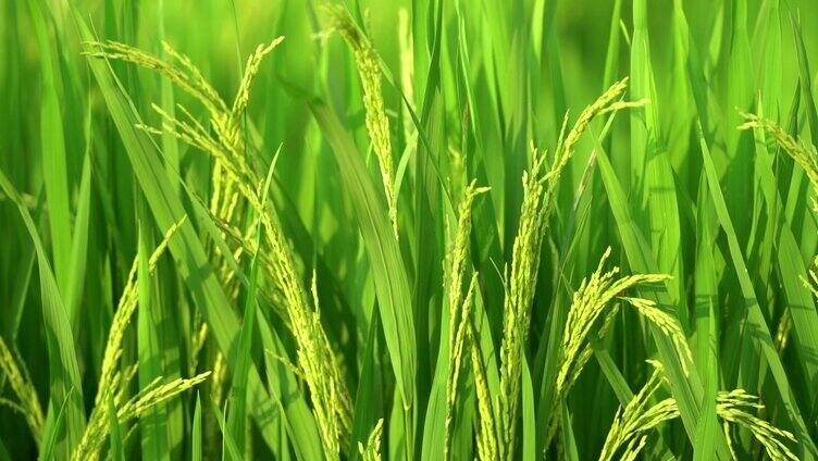 绿色水稻，禾苗，农业种植