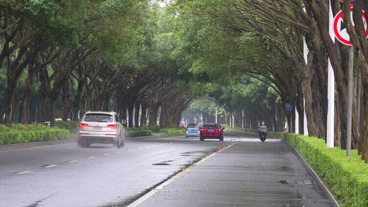 雨天树荫湿漉漉马路行驶车辆南宁荔滨大道南