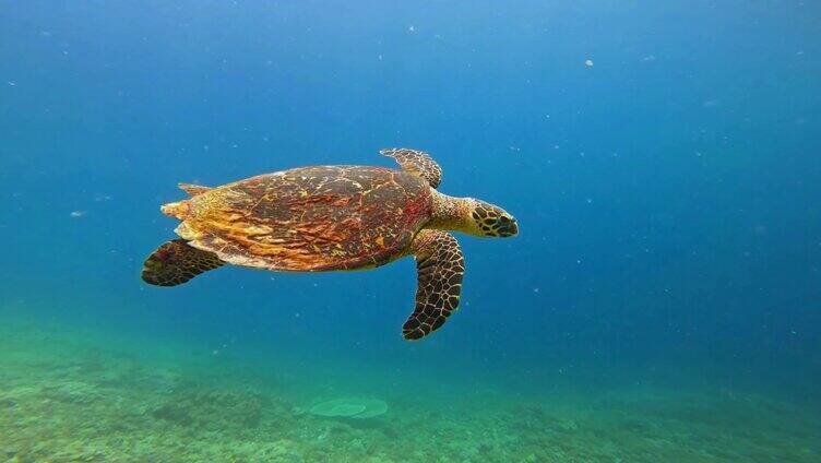 大海里的海龟