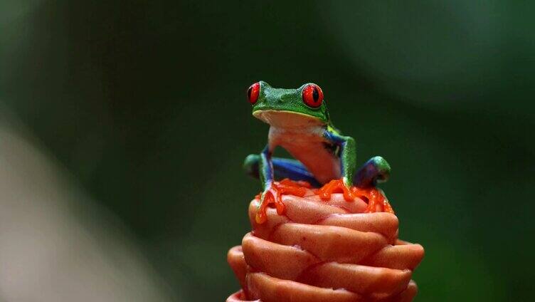 红眼树蛙雨蛙树上的青蛙