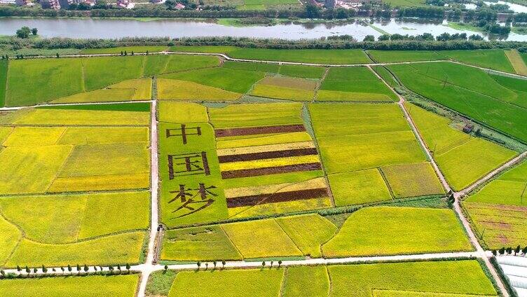 航拍稻田文字中国梦