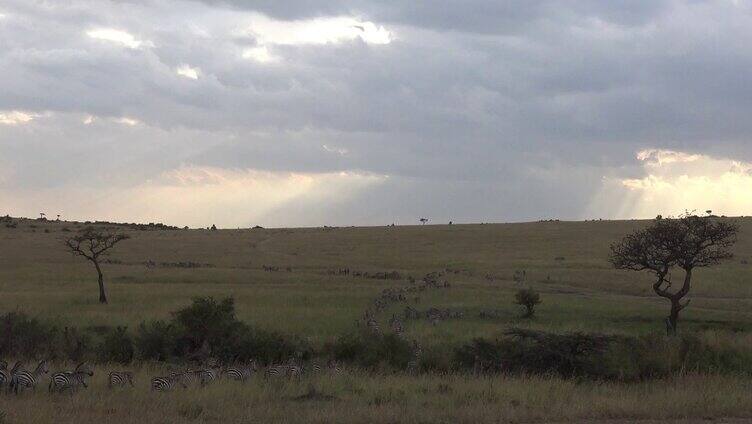 肯尼亚野生斑马群