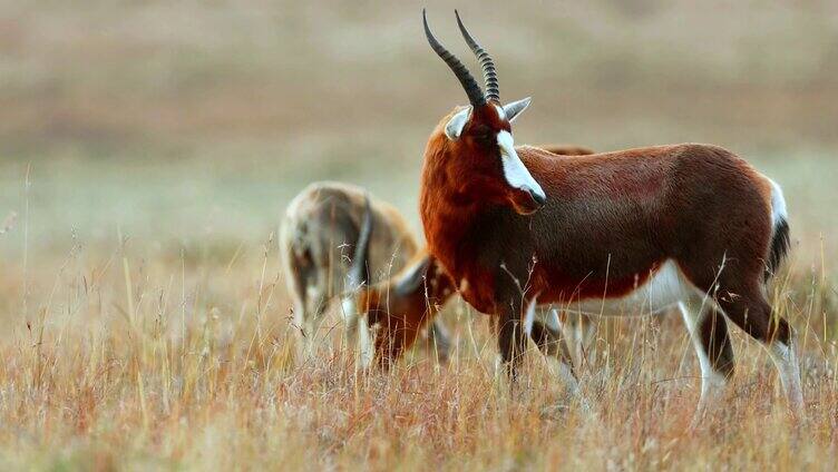 草原上白纹牛羚在吃草