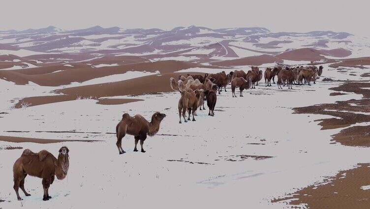 雪地 沙漠 草原骆驼 冬季 戈壁