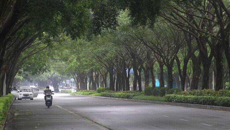 雨天树荫湿漉漉马路行驶车辆南宁荔滨大道南