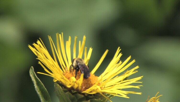 蜜蜂采蜜拍摄
