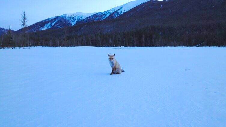 雪天雪地上的狐狸