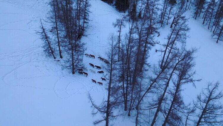 雪天森里里的狐狸