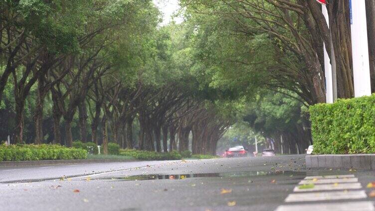 雨天树荫湿漉漉马路行驶车辆南宁荔滨大道南