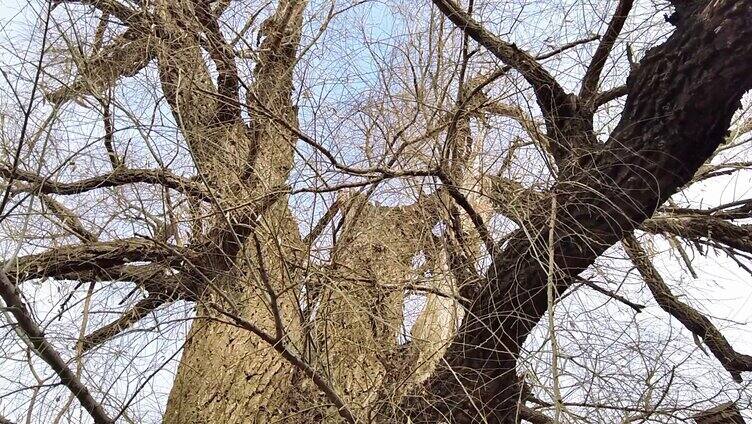 升格拍摄一株百年古杨树