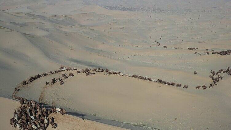 迁徙的骆驼 沙漠 草原畜牧业驼铃