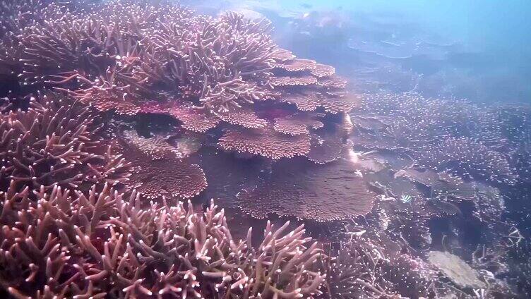 珊瑚-海底世界