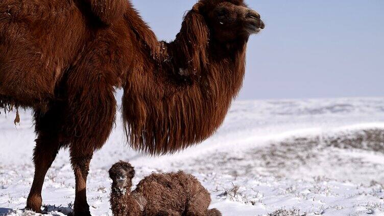 雪中骆驼 小骆驼 寒冷 恶略天气 生境