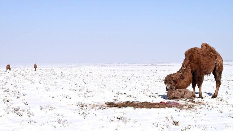 雪中骆驼 小骆驼 寒冷 恶劣天气 生境