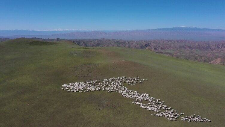 高原羊群 绿色天然草原畜牧业 游牧