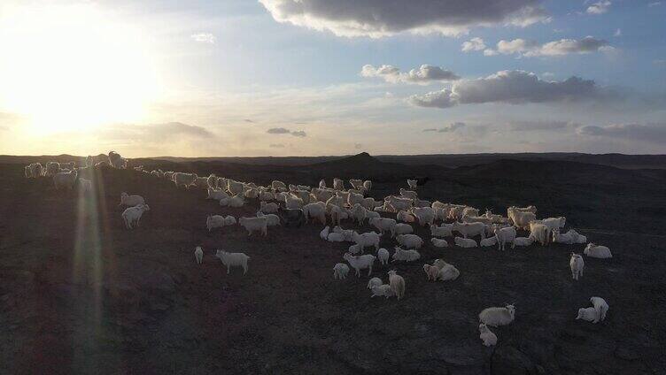 羊群实拍视频白绒山羊 高洪波羊群 游牧
