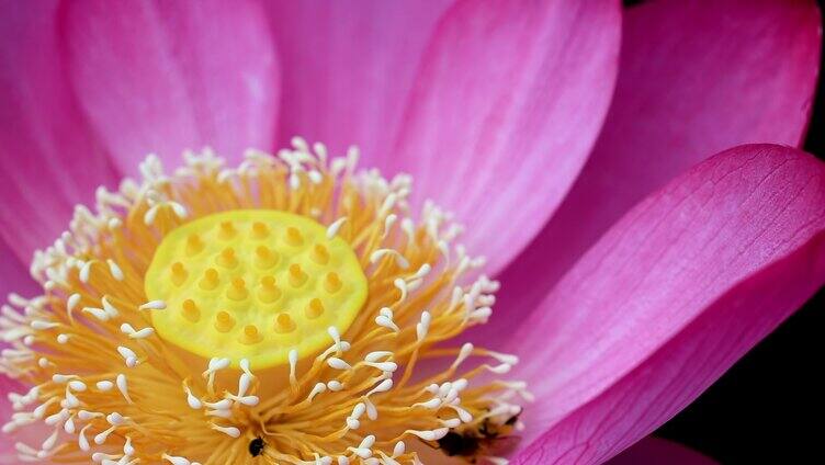 小蜜蜂在荷花莲蓬花蕊上玩耍采蜜特写