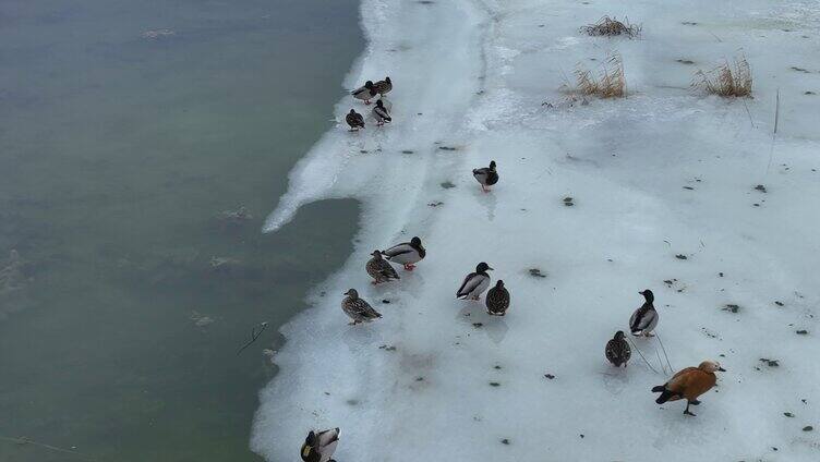 残雪消融的湿地湖泊和水鸭子