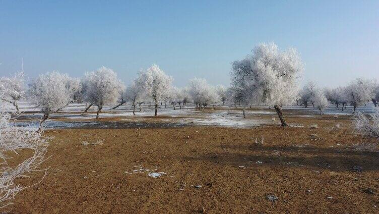 腾格里沙漠冬季 树挂 雾凇 霜冻 雪景